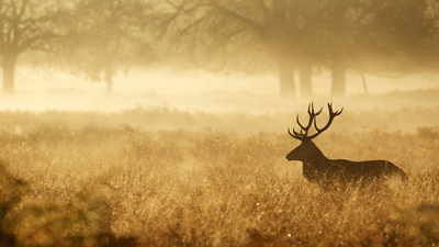 Best Knife Sharpeners for Hunters: Pre-Season Prep