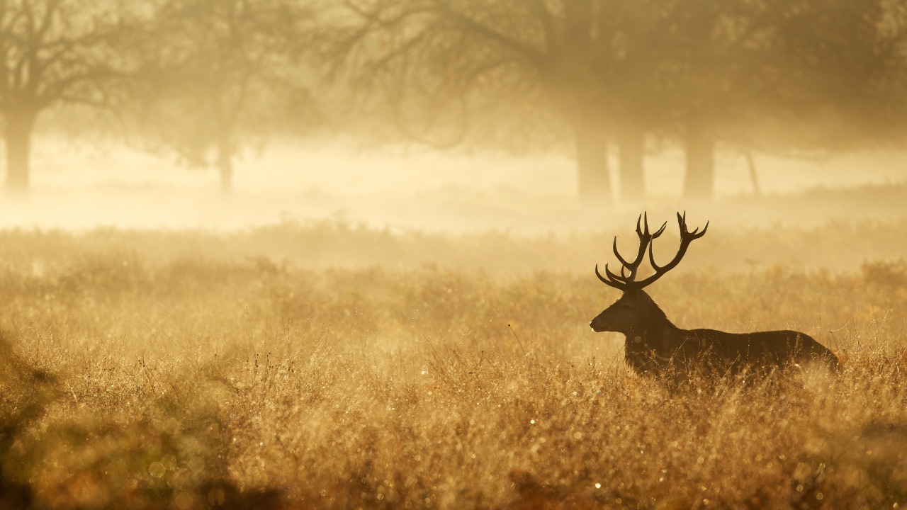Best Knife Sharpeners for Hunters: Pre-Season Prep